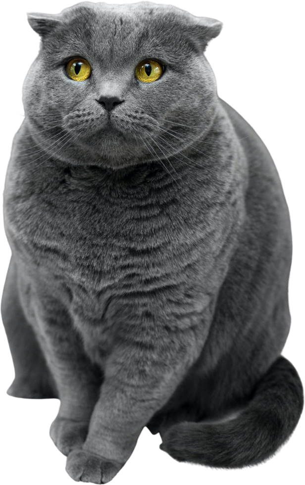 British shorthair cat